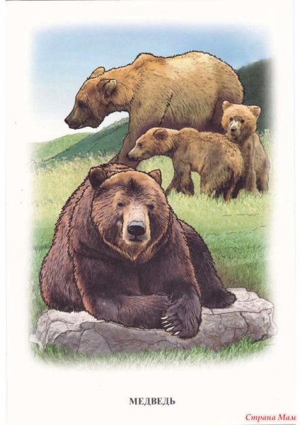 Картина медвежья семья
