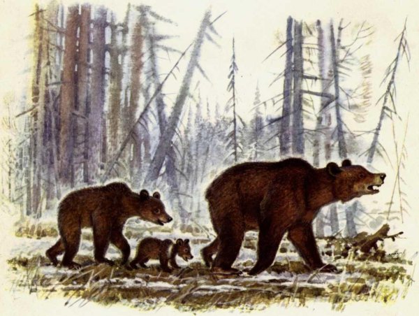 Бурый медведь в Рязанской области