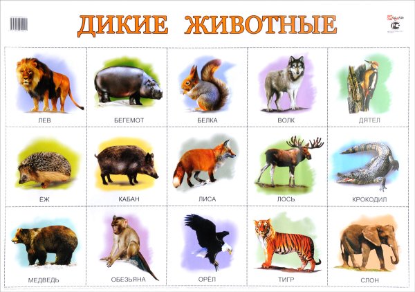 Название диких животных