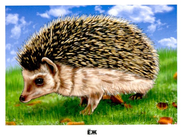 Дикие животные картинки для детей