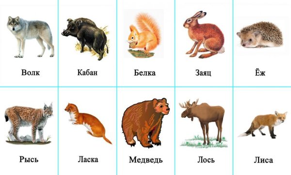 Карточки с дикими животными