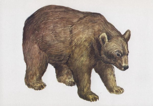 Дикие животные картинки для детей