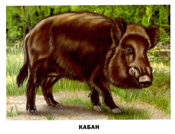 Дикие животные для детей