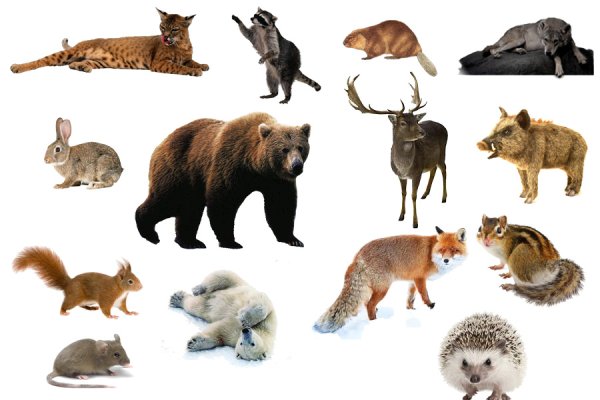 Дикие животные