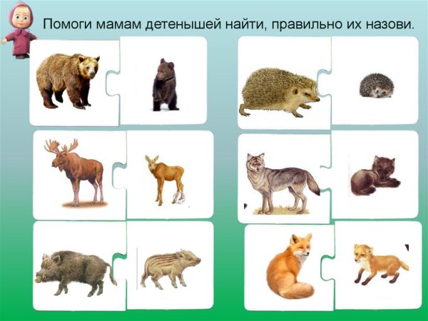 Дикие животные для детей дошкольного возраста