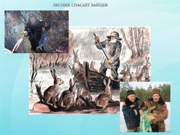 Лесник спасает Зайцев картина