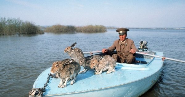 Звери в половодье