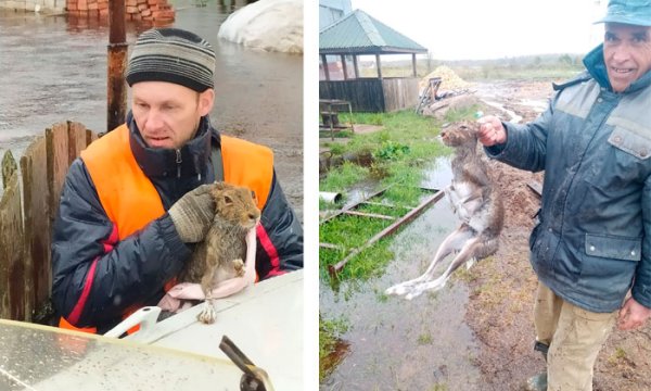 Спасение Зайцев Мазаем
