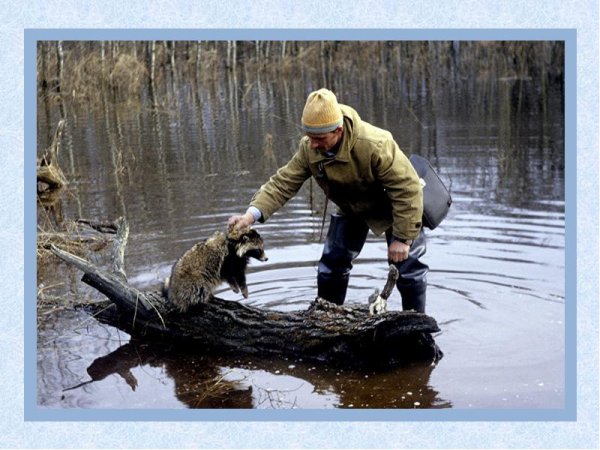 Спасение животных в половодье