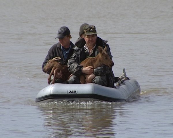 Зайцы в половодье