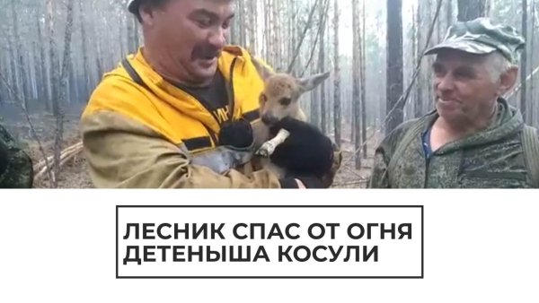 Лесник спасает Зайцев картина