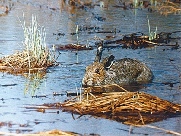 Заяц в болоте