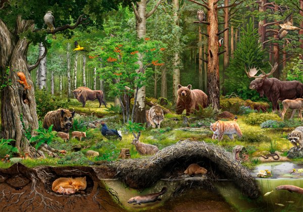 Лесные жители