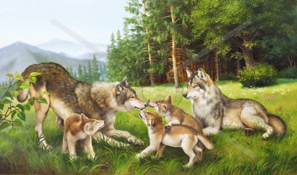 Картина семья Волков летом для детского сада