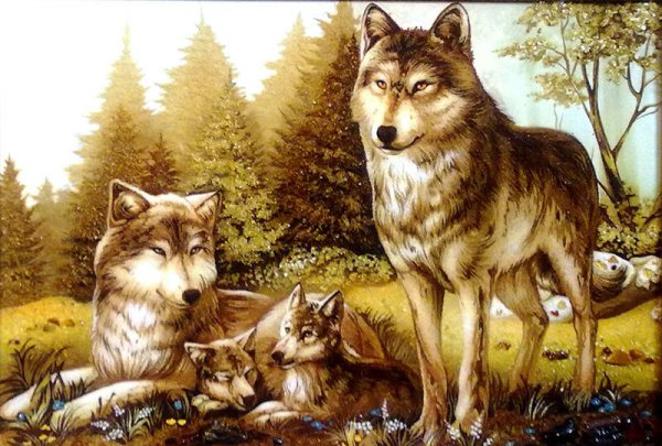 Волк, волчица,семья Волков