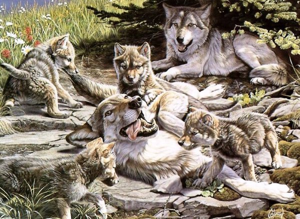 Волк, волчица,семья Волков