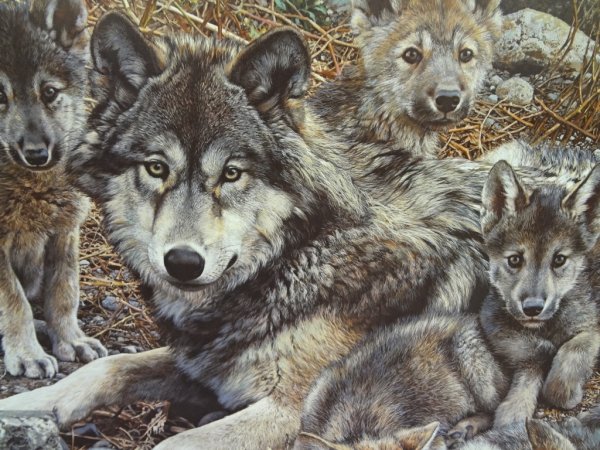 Карл Брендерс волки