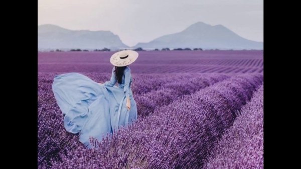 Картина по номерам девушка в лавандовом поле