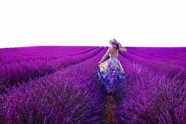 Анастасия Морева Лавандовое поле