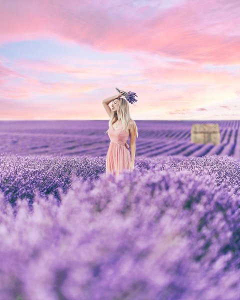 Девушка в лавандовом поле картина
