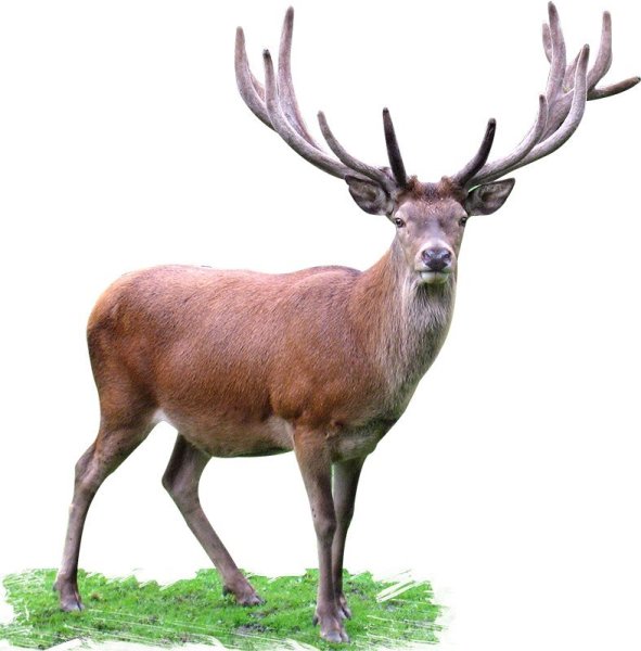 Олень мультяшный