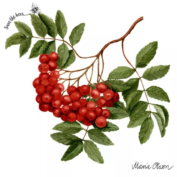 Ветка рябины