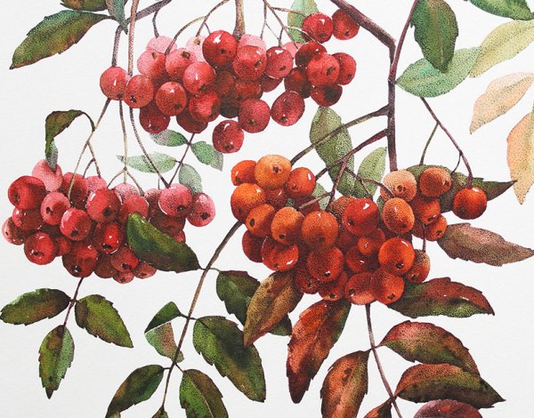 Картина осенние ветки и плоды