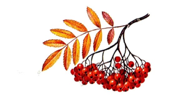 Кисть Рябинки гроздь Калинки