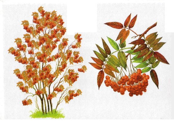 Рябина рисунок