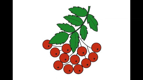 Ветка рябины рисунок