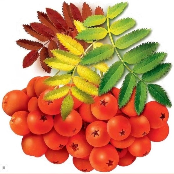 Рябина для детей