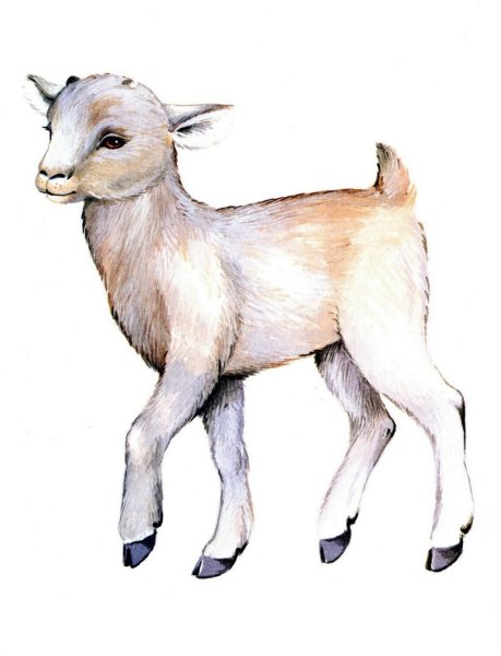 Домашние животные для детей