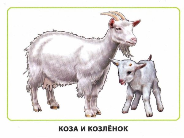 Домашние животные для детей коза