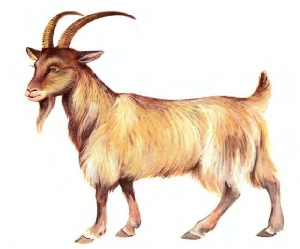 Козочка для детей