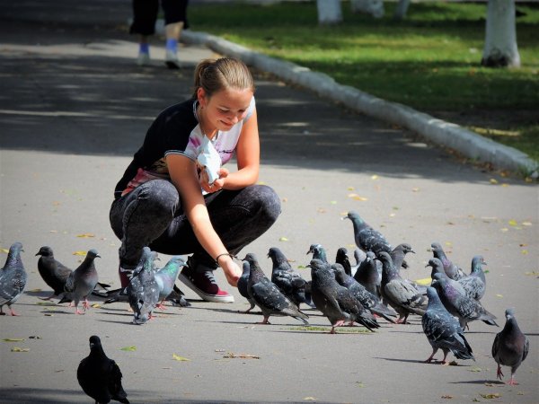 Кормить голубей