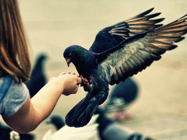 Птица на руке