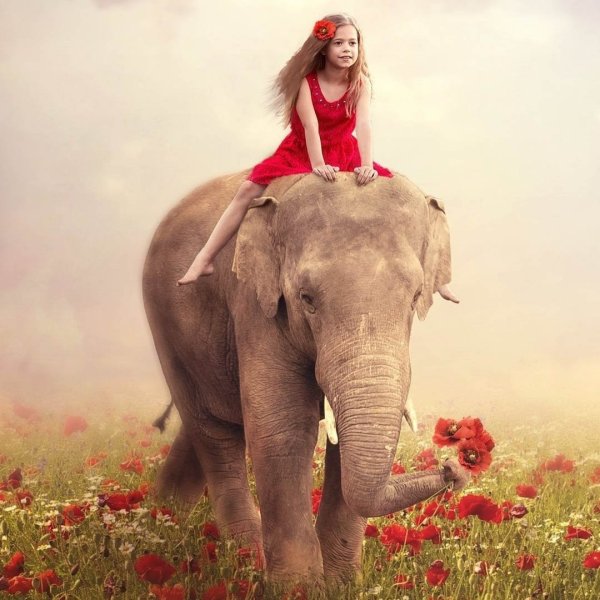Девушка на слоне