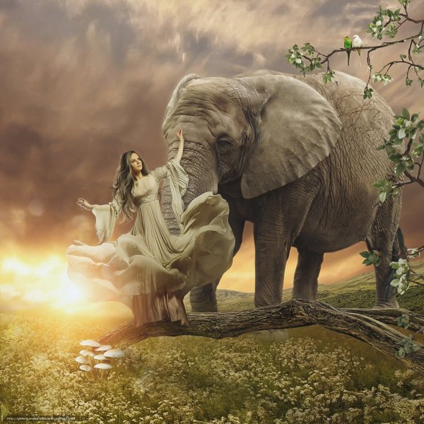 Красивый слон фэнтези