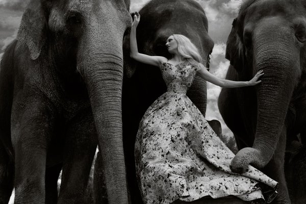 Ричард Аведон Довима