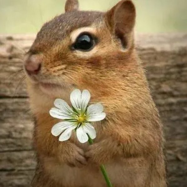 Суслик в цветах