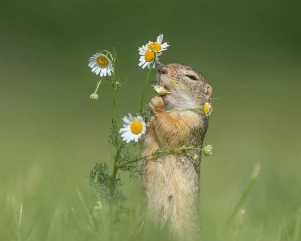 Сурок полевой