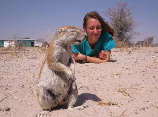 Хомяк живопись