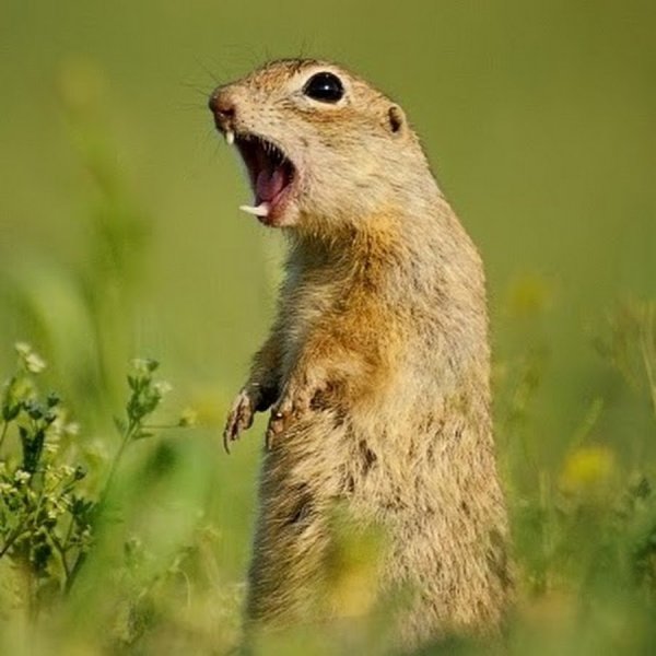 Суслик акварель