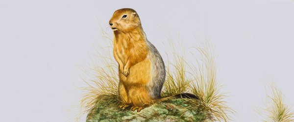 Красивый бурундук