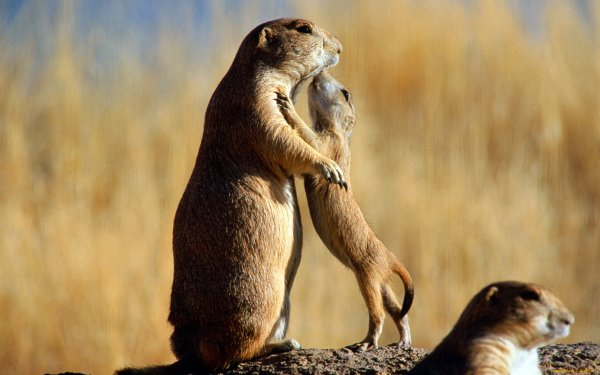 Евражка животное Чукотка