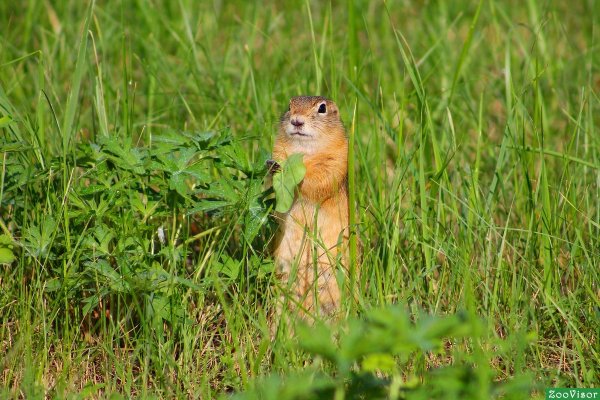 Суслик живопись
