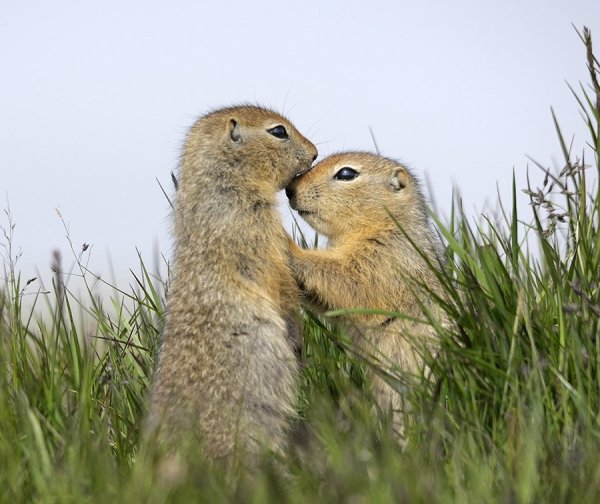 Enchantimals леопард