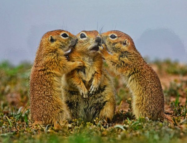 Семья животные иллюстрация