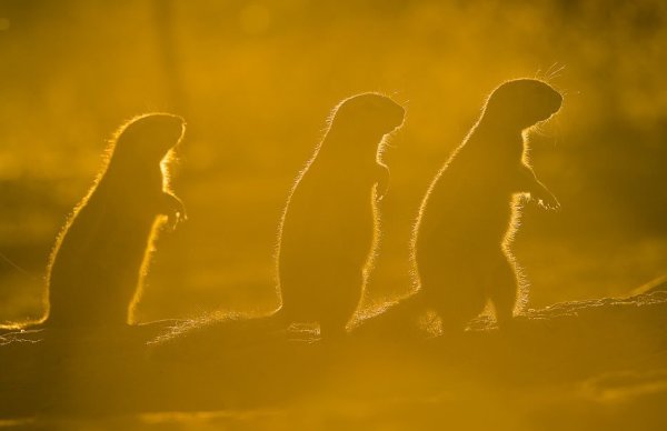 Медведь и суслики