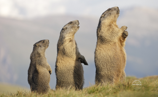 Суслик средней полосы
